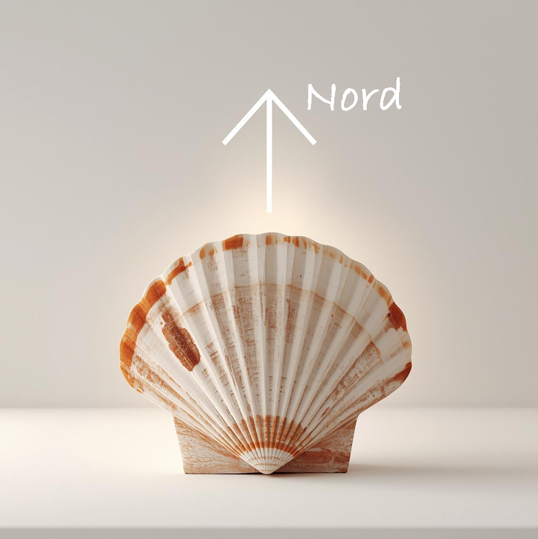 Image pour le rechargement des pierres semi-précieuses avec une coquille Saint-Jacques